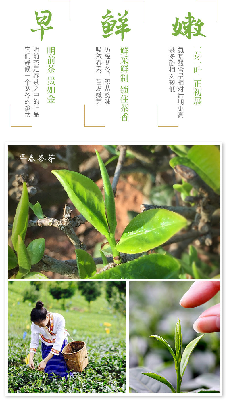 Green Tea-2024 New Tea Biluochun mingqian 明前春茶碧螺春（有機）